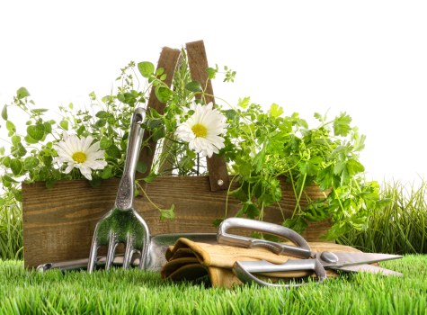 Seasonal hedge trimming ensuring healthy garden growth